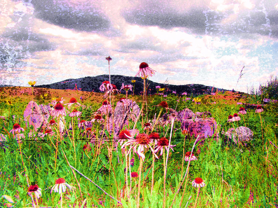 In color flowers 2 Digital Art by Cathy Anderson