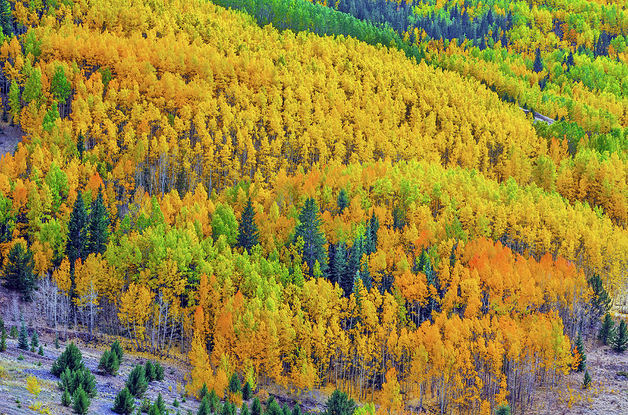 In Colorados Lexicon, This Is Mother Natures Gold Rush.  Photograph by Bijan Pirnia