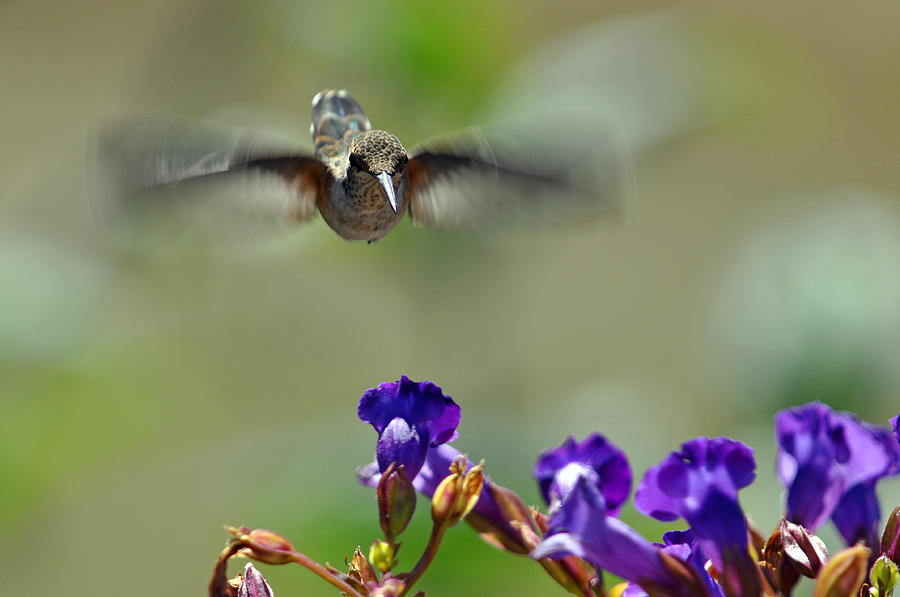 In Coming a hummingbirds Story Photograph by Laura Mountainspring