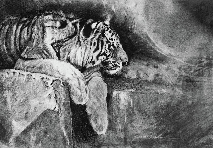 Wildlife Drawing - In Dreams - tiger by Susie Gordon