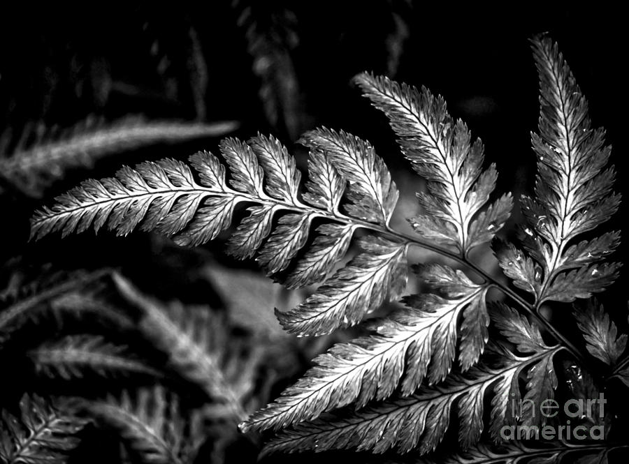 Nature Photograph - In-fern-al by James Aiken
