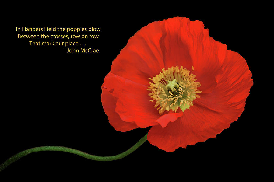 In Flanders Field - Red Poppy - Text Photograph by Nikolyn McDonald