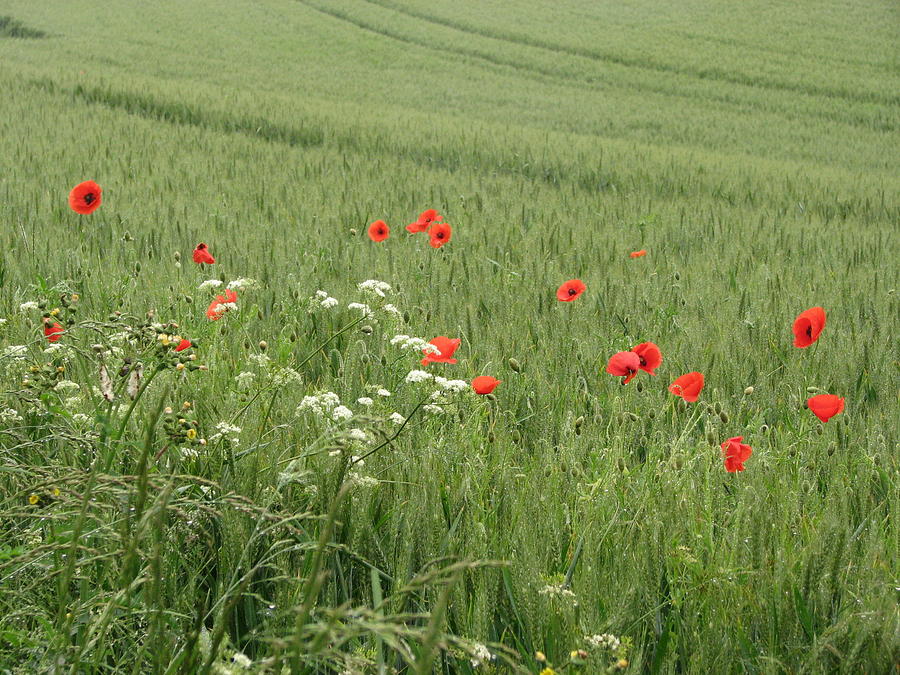 in Flanders Fields the  poppies blow Photograph