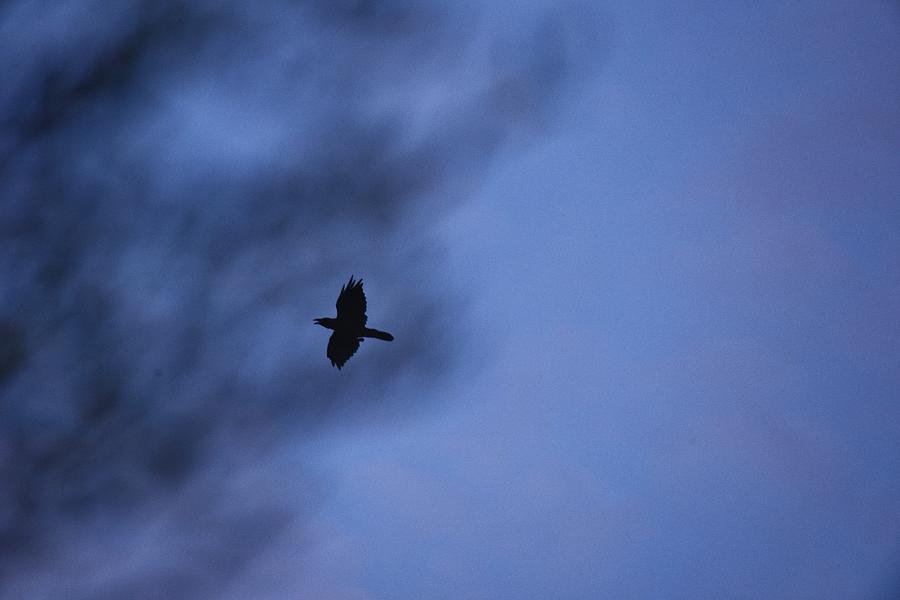 In Flight at Dusk Photograph by Linda Brody