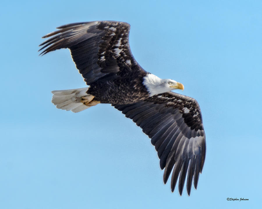 In-flight Bald Eagle Photograph by Stephen Johnson