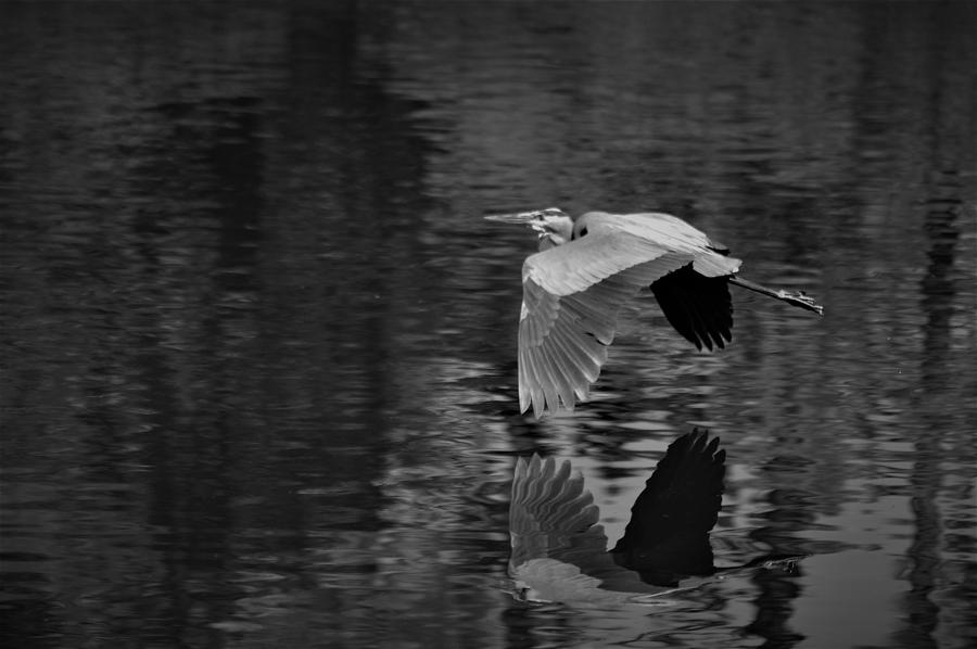 In Flight Black and White Photograph by Warren Thompson