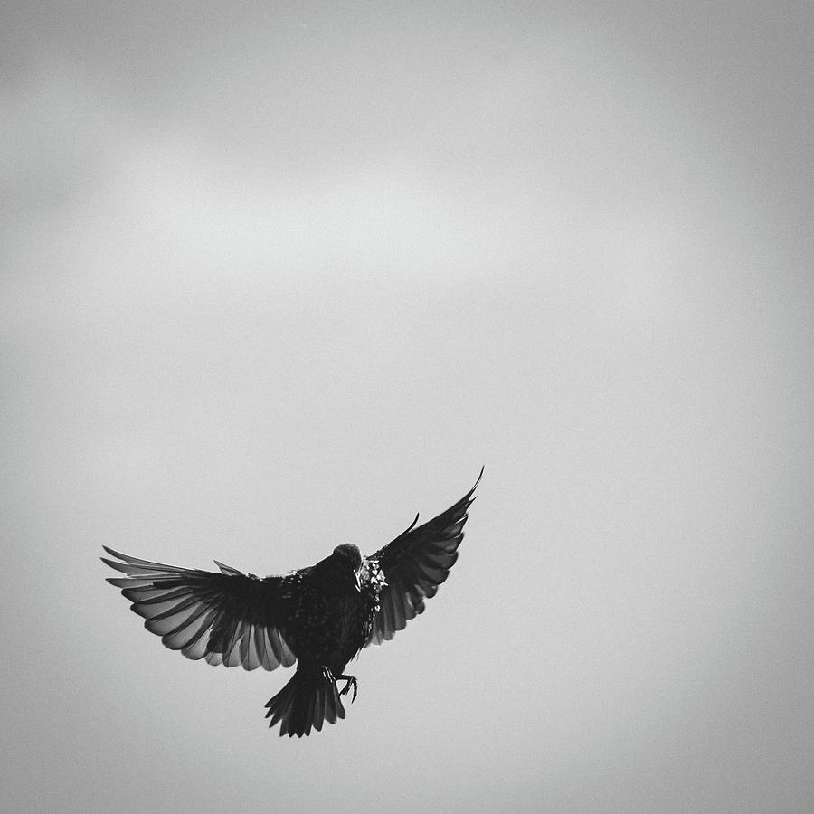 Black And White Photograph - In Flight by Chris Dale