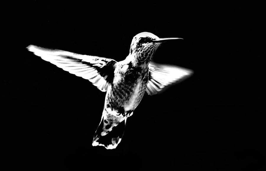 Hummingbird Photograph - In Flight by Keri Butcher