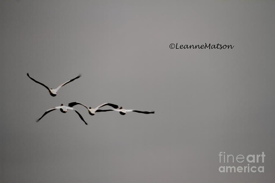 Bird Photograph - In Flight  by Leanne Matson