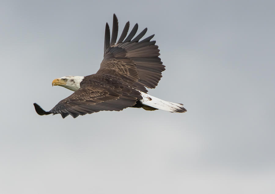 Bald Eagle in Flight #1 Photograph by Marc Crumpler