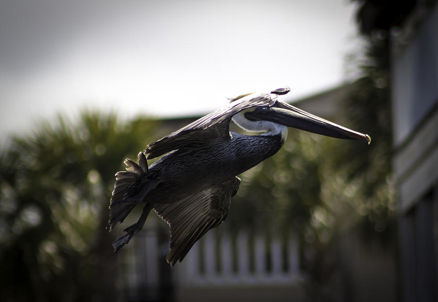 In Flight Pelican Photograph by Debra Forand