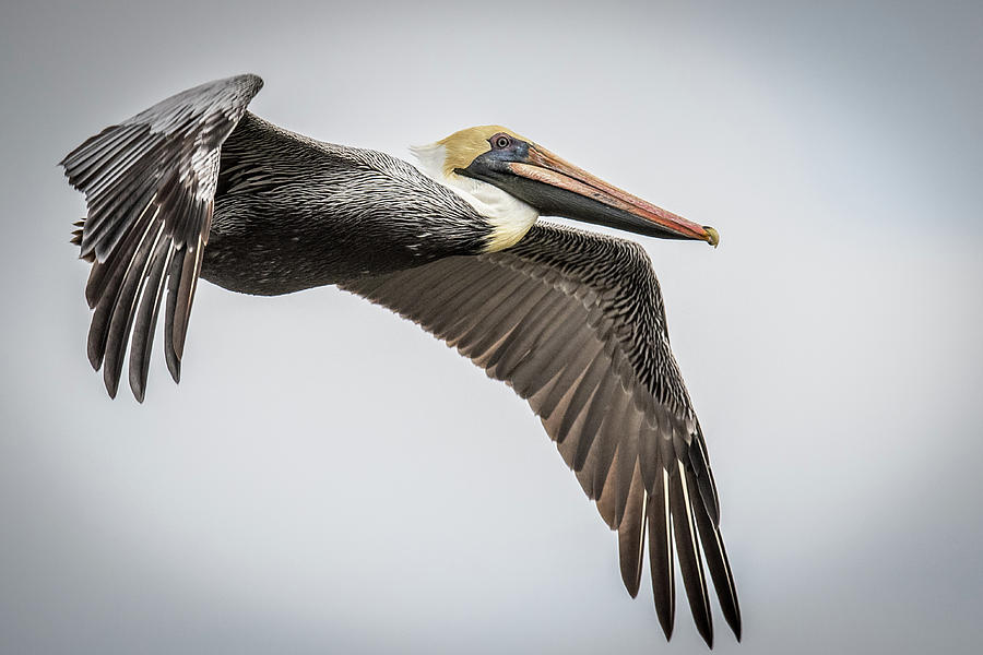 In Flight Pelican Photograph by Paul Freidlund