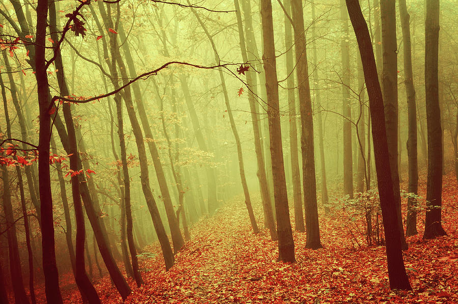 In Foggy Autumn Forest Photograph by Jenny Rainbow