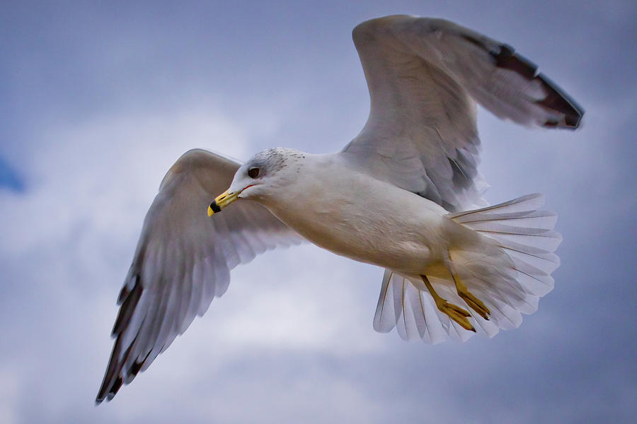 Seagull Photograph - In For a Landing by Linda Unger