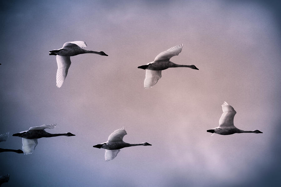 Swan Photograph - In Formation by Craig Sanders