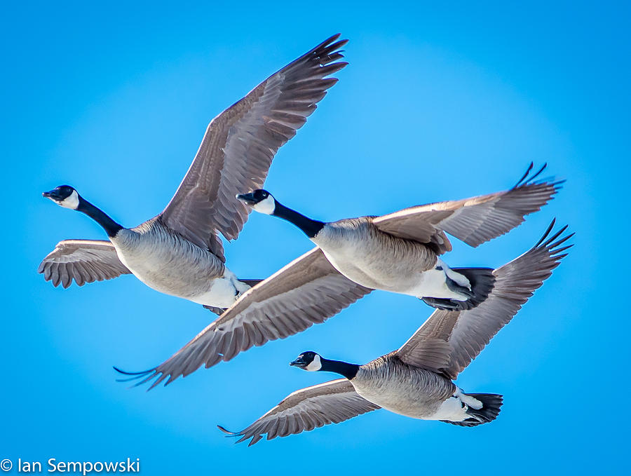 Bird Photograph - In formation by Ian Sempowski