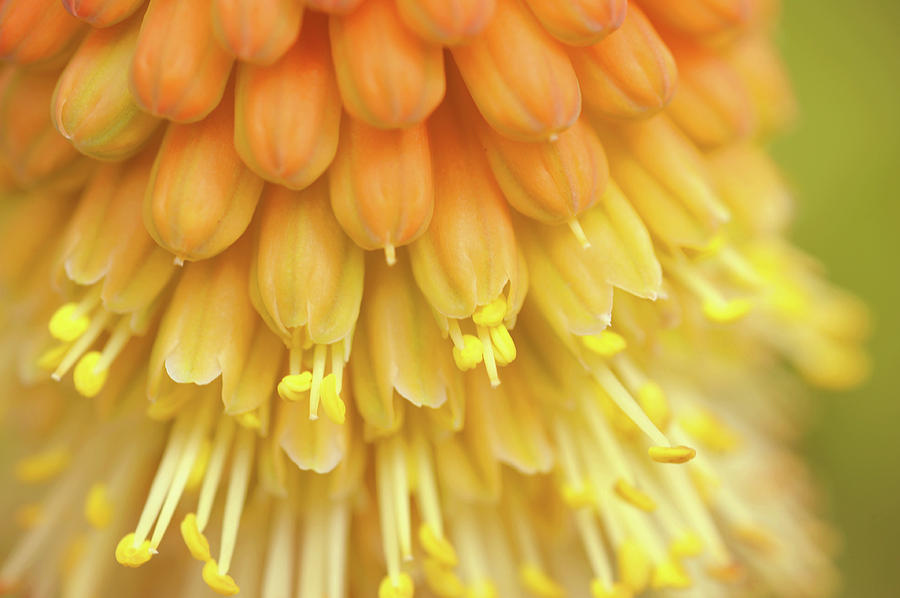 In Full Bloom 1. Kniphofia Flower Abstract Photograph by Jenny Rainbow
