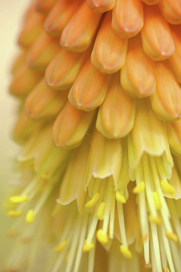 In Full Bloom 2. Kniphofia Flower Abstract Photograph by Jenny Rainbow