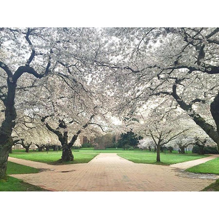 Seattle Photograph - In Full Bloom. #cherrytree #cherrytrees by Kelly Hasenoehrl