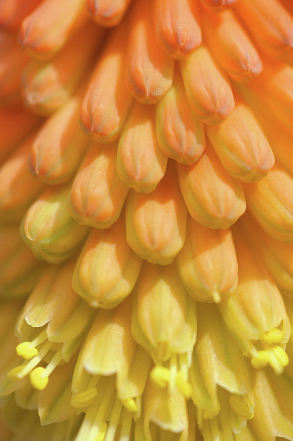 In Full Bloom. Kniphofia Flower Abstract Photograph by Jenny Rainbow