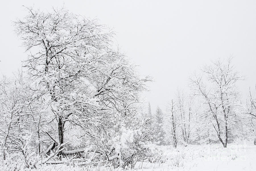 In Full Color Photograph by Christina VanGinkel - Fine Art America