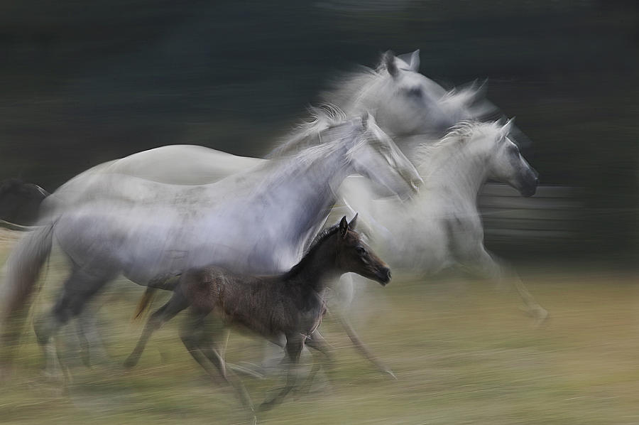 Horse Photograph - In Gallop by Milan Malovrh