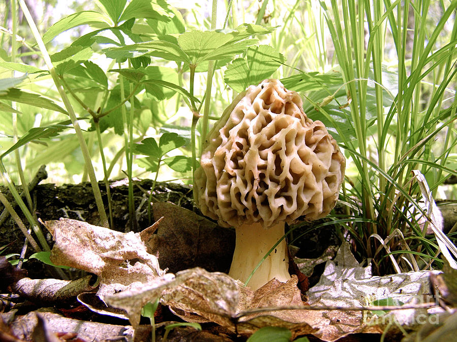 In Hiding - Morel Mushroom Photograph by Angie Rea