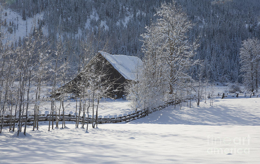 Winter Photograph - In Hiding by Idaho Scenic Images Linda Lantzy