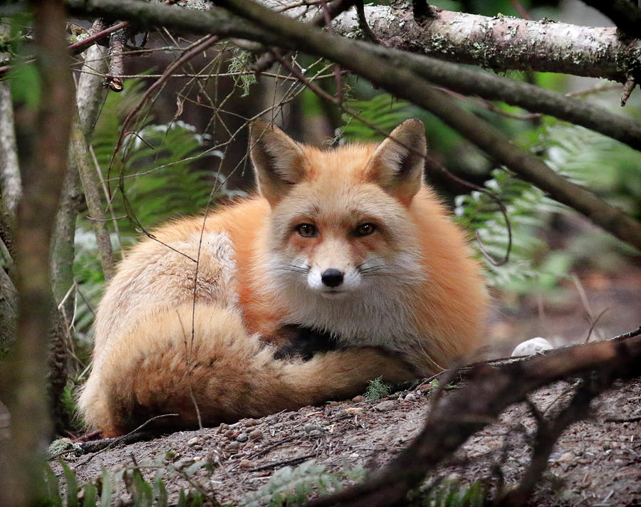 In Hiding Red Fox Photograph by Steve McKinzie
