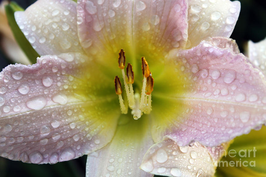 In Lily Fashion Photograph by Cathy Beharriell