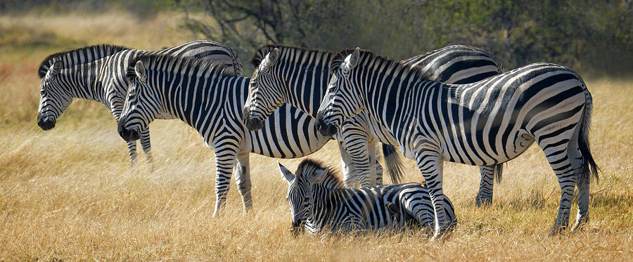In Line Zebras Photograph by Joe Bonita