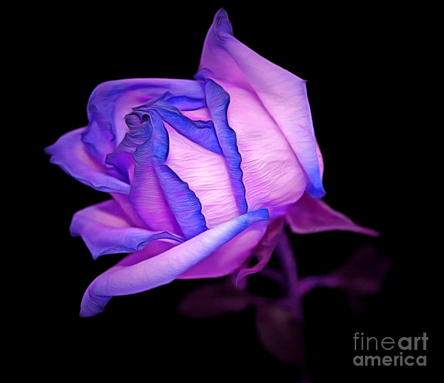 Rose Photograph - In Love by Krissy Katsimbras