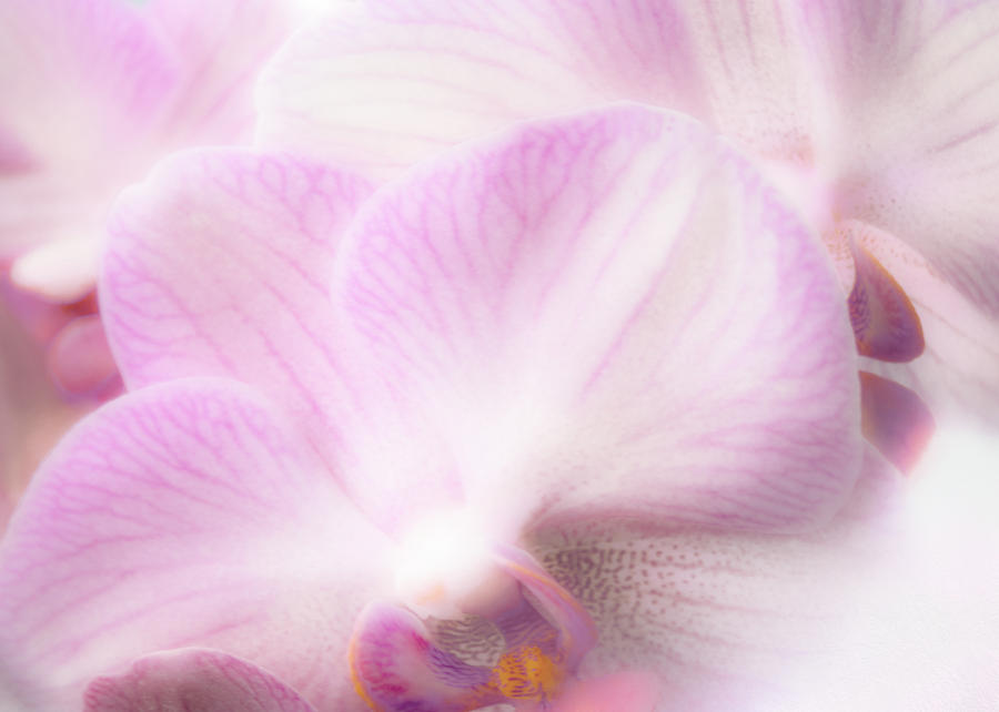 Nature Photograph - In Love with an Orchid by Hal Halli