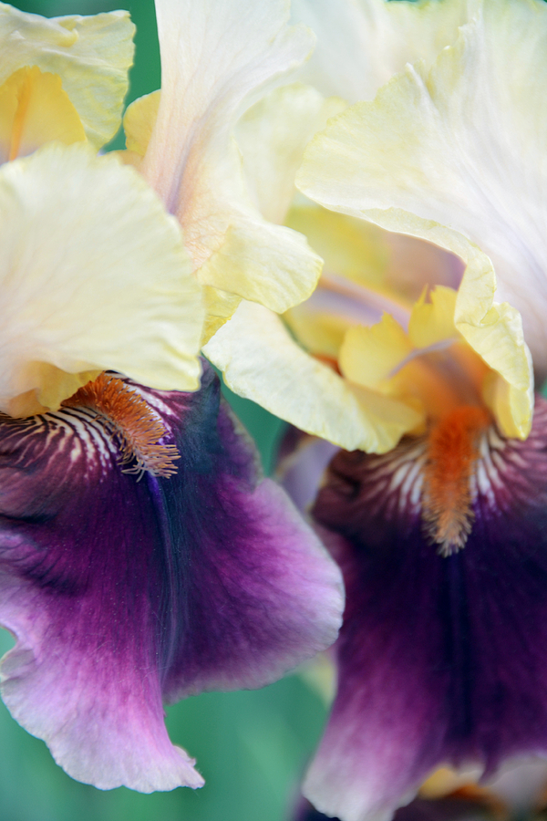 In Love With Iris Photograph by Angelina Tamez