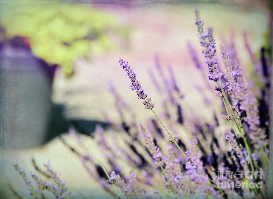 In Love With Lavender Photograph