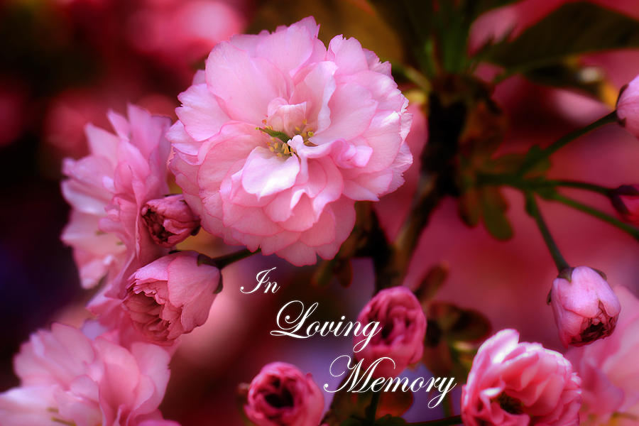 In Loving Memory Spring Pink Cherry Blossoms Photograph