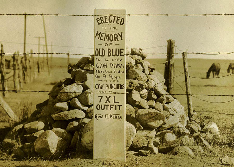 In Memory Of Old Blue Photograph