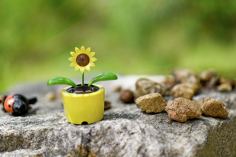 Sunflower Toy Photograph by Doug Ash