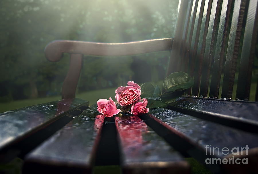Flower Photograph - In Memory by Svetlana Sewell