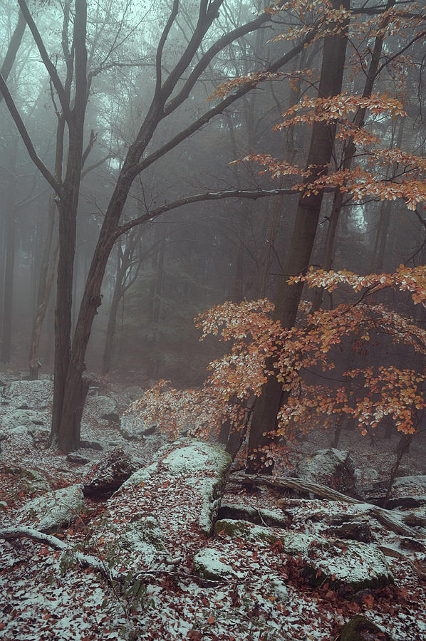 In Misty Winter Woods Photograph by Jenny Rainbow