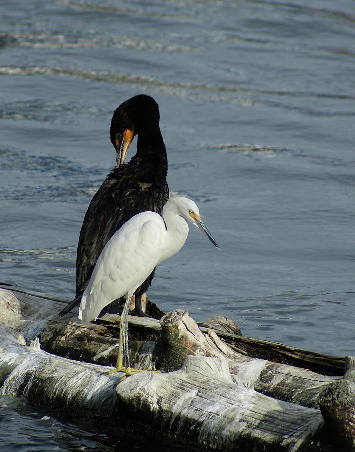 In Mixed Company -Egret and Cormorant Photograph by Margie Avellino