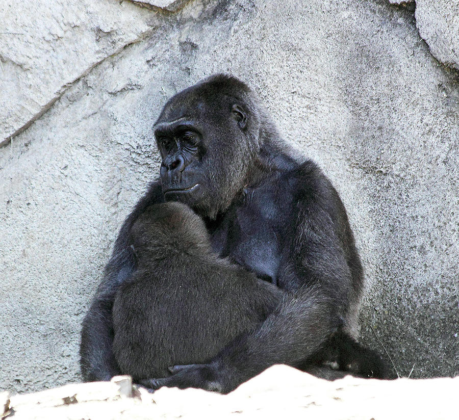 Gorilla Photograph - In Mothers Arms by Miroslava Jurcik