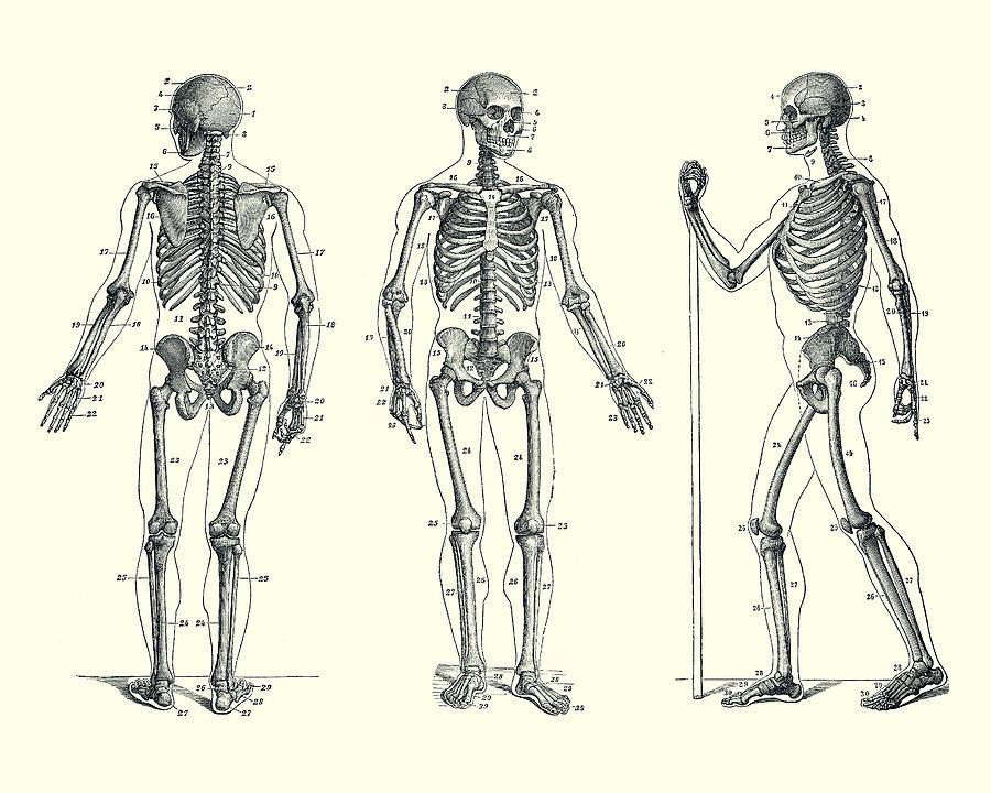 In Motion Skeletal Diagram - Vintage Anatomy 2 Drawing by Vintage Anatomy Prints