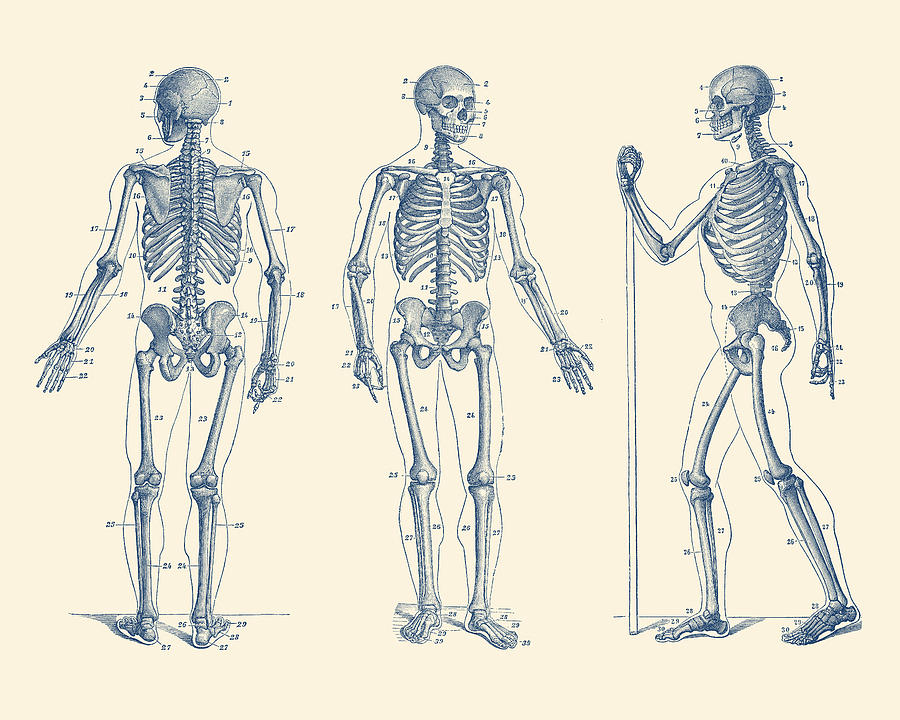 In Motion Skeletal Diagram - Vintage Anatomy Print Drawing by Vintage Anatomy Prints