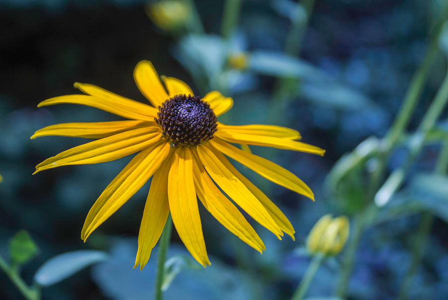 Black-eyed Susan Photograph - In My Garden by Arlene Carmel Black-eyed Susan Photograph - In My Garden by Arlene Carmel
