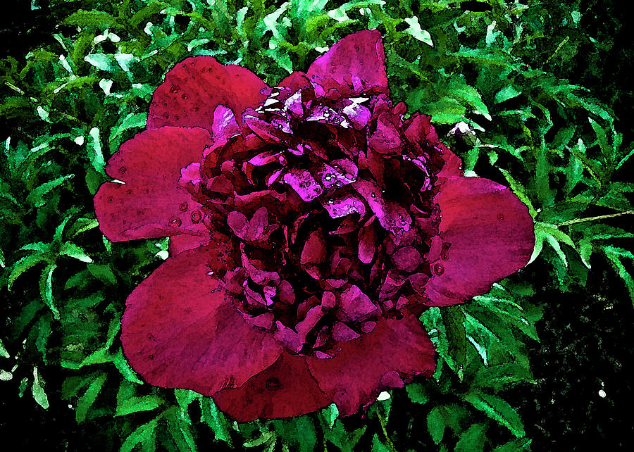 Peony Photograph - In My Garden by Pam Ellis