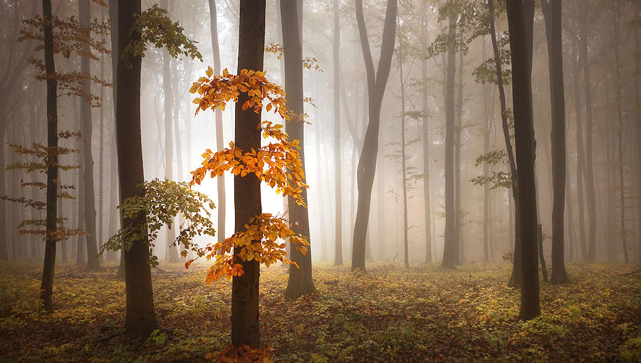 Fall Photograph - In November Light by Franz Schumacher