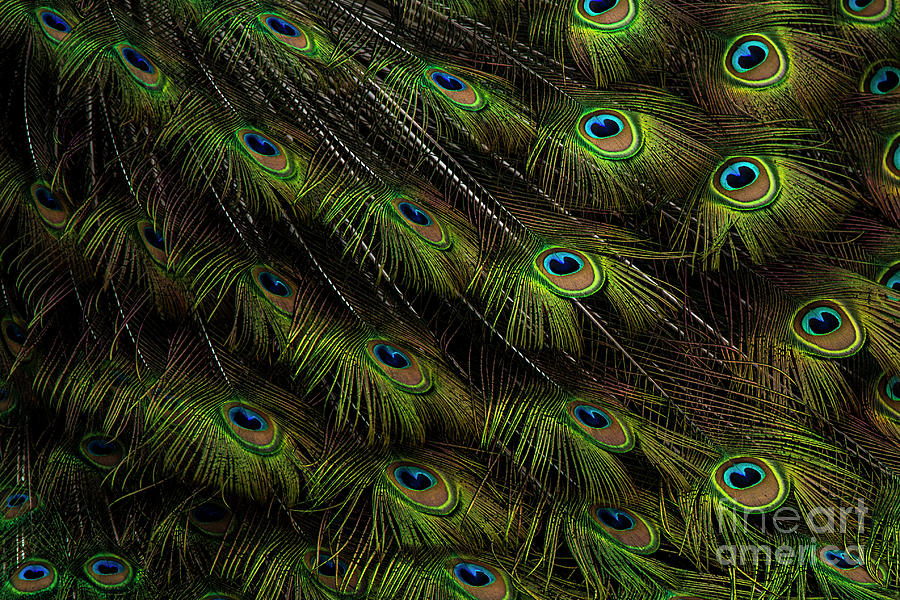 In Peacock Fashion Feather Abstract Photograph by Sonya Lang