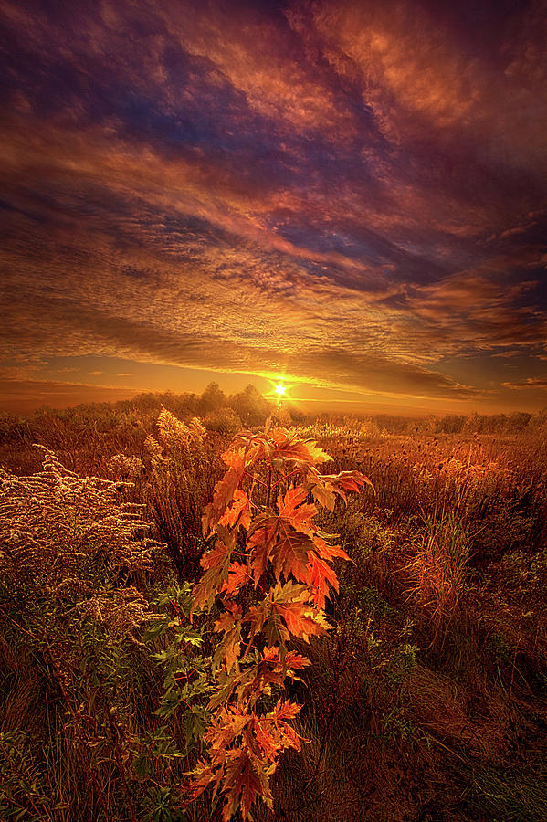 In Perfect Solitude There Is Grace Photograph by Phil Koch