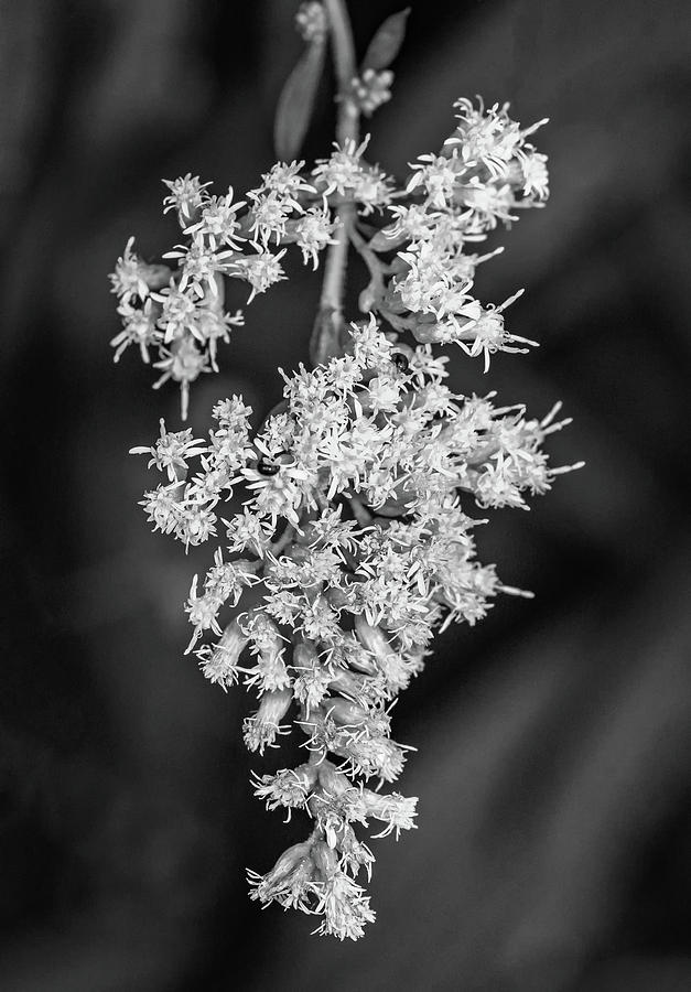 In Praise Of Weeds - Goldenrod Macro bw Photograph by Steve Harrington